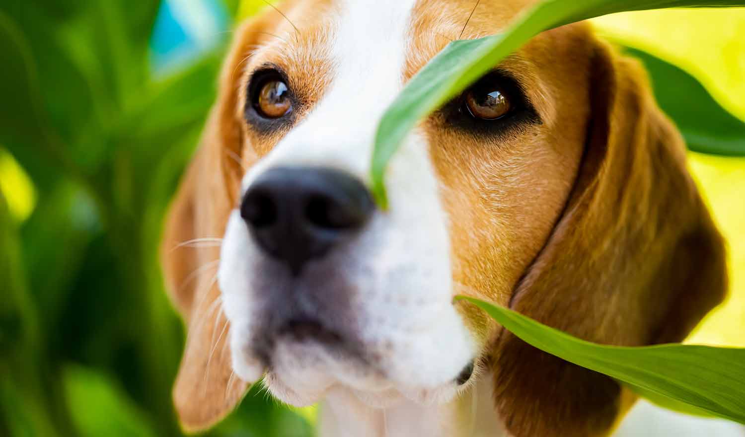 ¿Cómo Aliviar el Dolor Crónico de Perros por Envejecimiento?