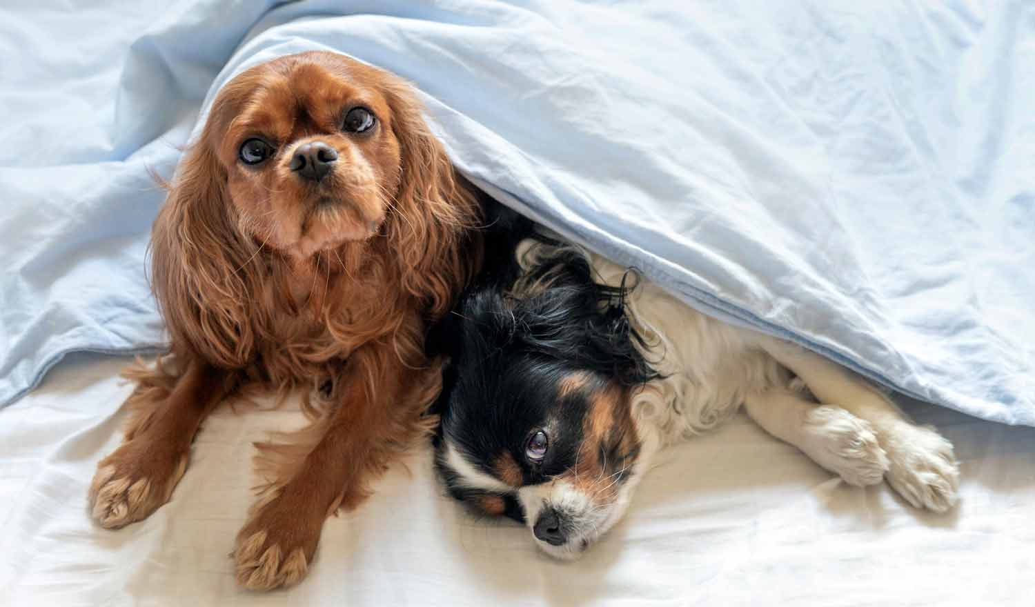 Cáncer en Perros: Un Enfoque Natural con CBD.