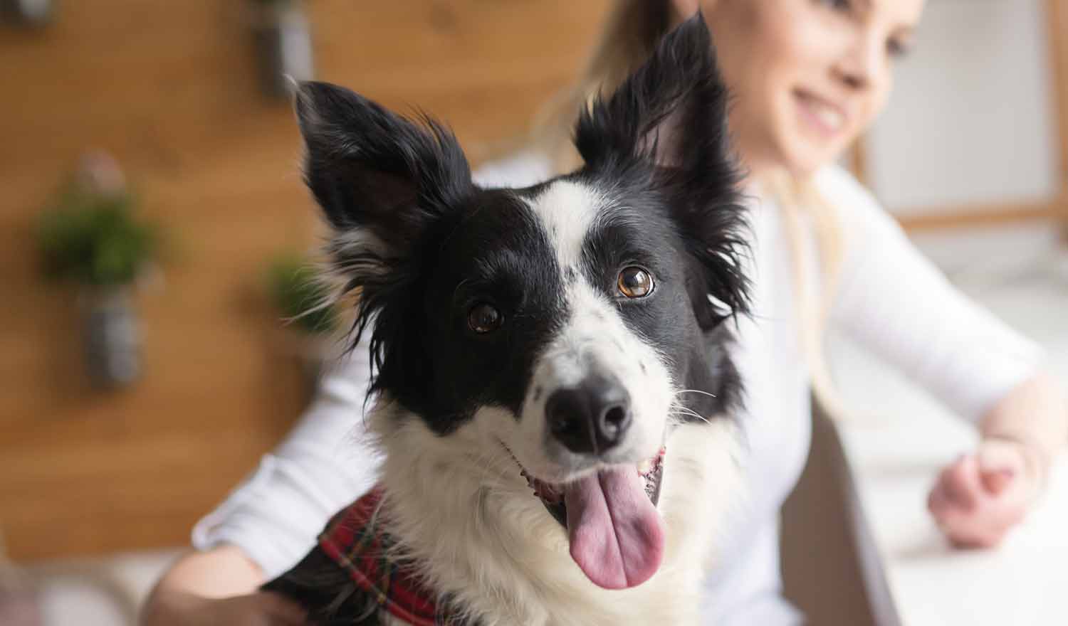 La Ciencia detrás del CBD para Convulsiones en Perros