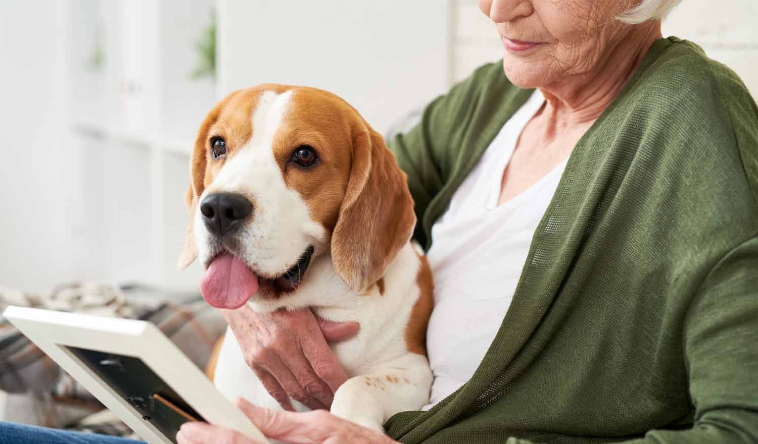 ¿Cómo Mejora el CBD el Dolor y la Movilidad en Perros Adultos?