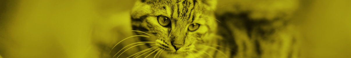 Rostro de un gato con mirada tierna en un banner horizontal.