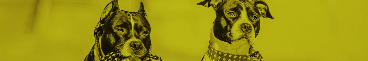 Retrato de los rostros de dos perros adultos