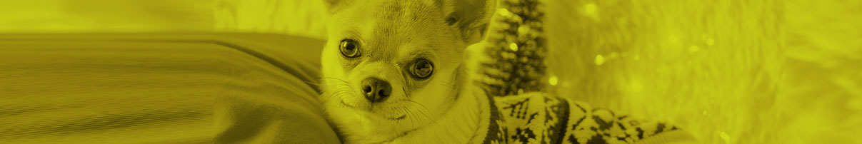 Rostro de Perro Chihuahua