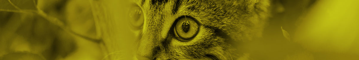 mirada de un gato pequeño