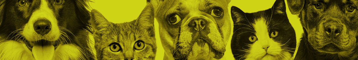 Perros y gatos de diversas razas juntos en una imagen.