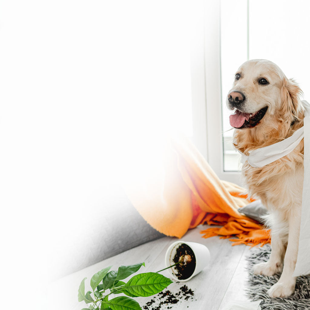Greenimal