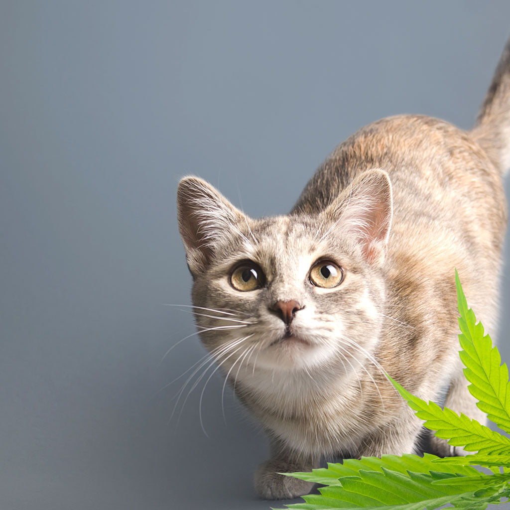 Greenimal