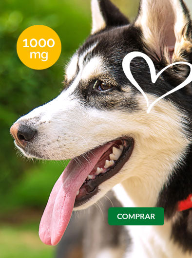 Perro de raza mediana a grande en exteriores