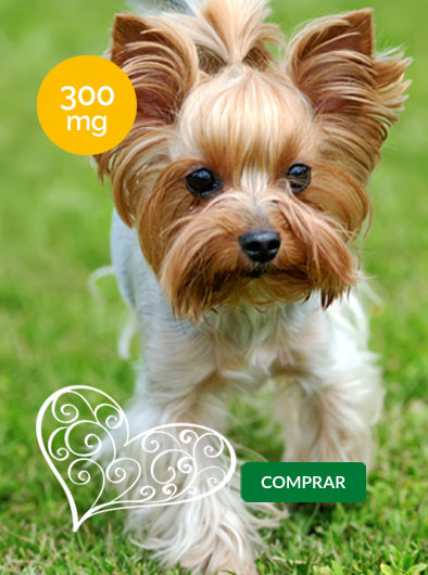 hermoso cachorro de raza yorkie caminando en un jardín